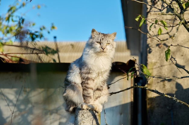 Chat pelucheux gris assis sur une clôture se prélasse au soleil le jour de l'automne