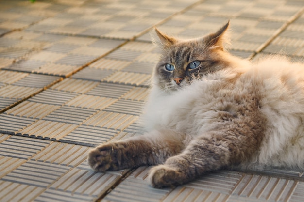 Le chat pelucheux gris aux yeux bleus se trouve sur un sentier. Chat en colère ou question de l'expression du visage du visage. Animaux de compagnie et concept de mode de vie.