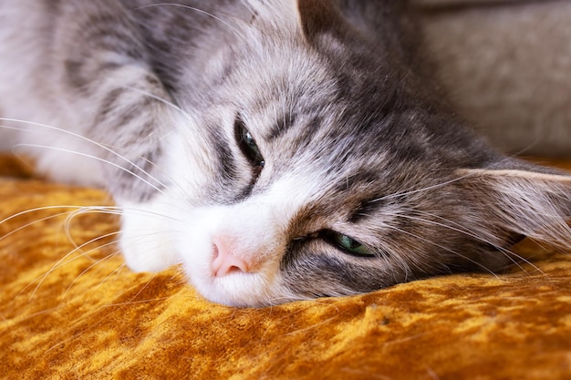 Chat pelucheux gris qui s'étend sur le lit