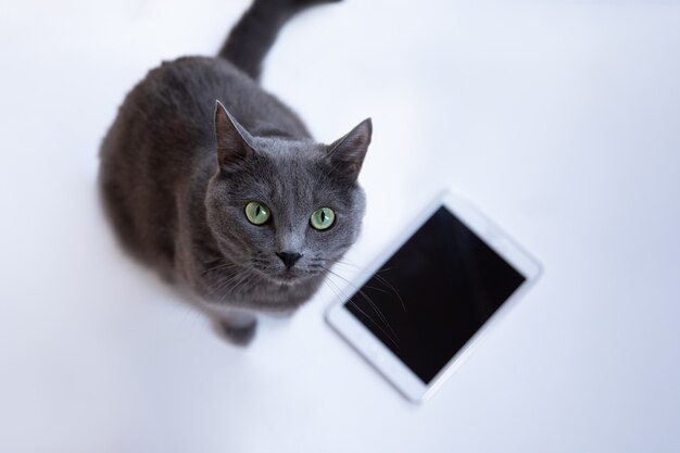 le chat pelucheux gris se repose sur un fond blanc avec des téléphones portables et