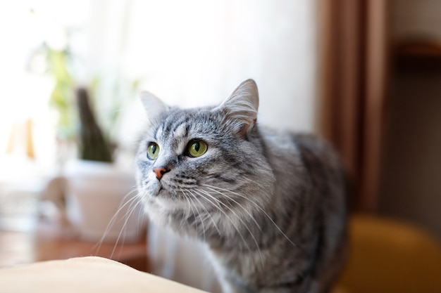 Chat pelucheux mignon à la maison