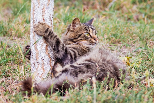 Un chat pelucheux rayé se trouve dans un jardin sur l'herbe, serrant un arbre