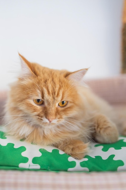 Un chat pelucheux rouge se trouvant sur le divan de la maison Animaux domestiques