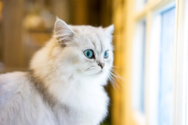 Chat persan assis dans la chambre