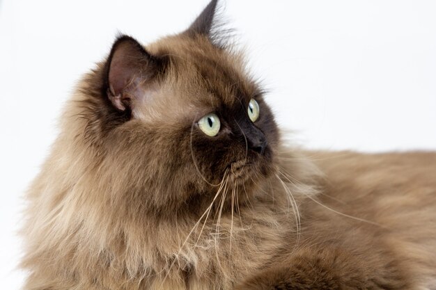 Chat persan assis sur le dessus du mur blanc, isolé