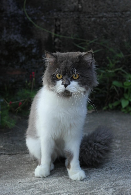 Chat persan assis sur un sol en béton et regarder droit