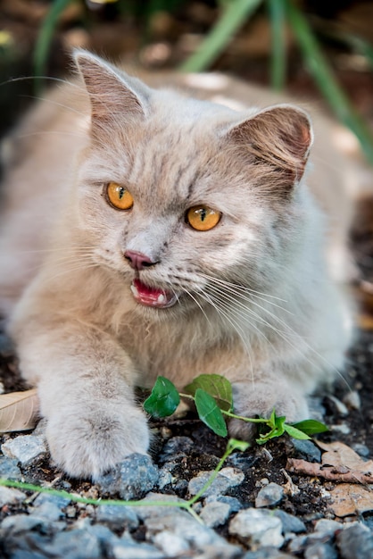 Chat persan, bel animal et animal de compagnie dans le jardin