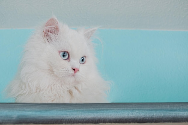 Chat persan blanc extrêmement mignon aux yeux bleus perché sur un placard regardant sur le côté