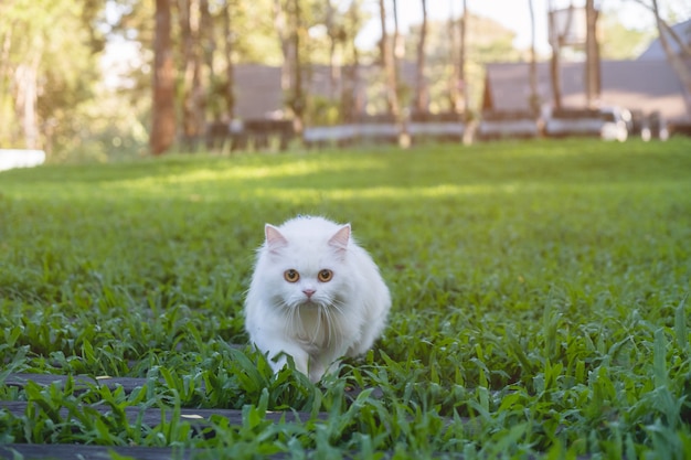 Chat persan blanc marchant sur l&#39;herbe