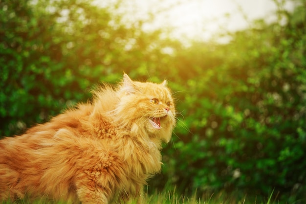 chat persan brun sur le champ d&#39;herbe verte