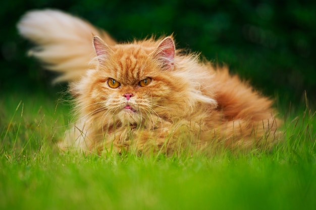 chat persan brun sur le champ d&#39;herbe verte