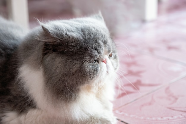 Chat persan gris-blanc moelleux cheveux longs couché avec à la recherche