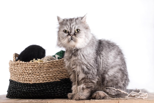 Chat persan gris moelleux avec une pelote de laine