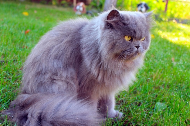 Chat persan sur l'herbe