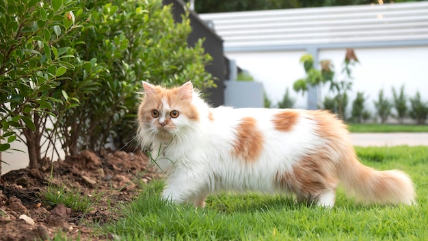 Photo un chat persan marche sur l'herbe dans la cour avant et regarde.