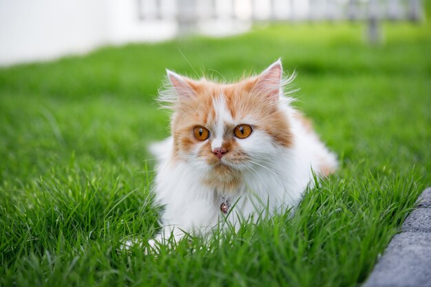 Le chat persan mignon est assis sur un champ d'herbe verte