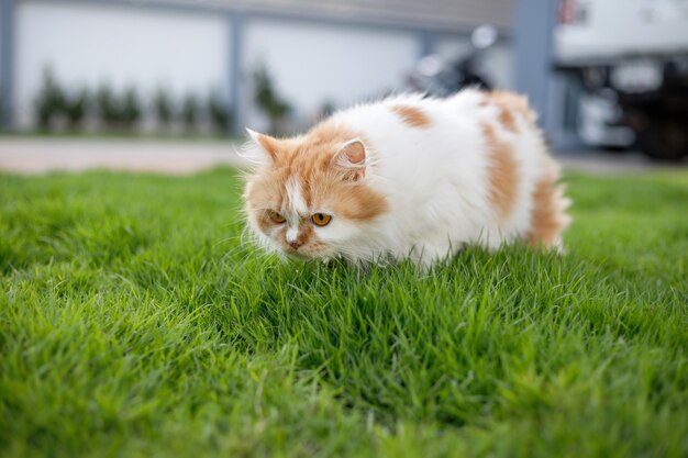 Chat Persan Mignon Marchant Sentant L'herbe