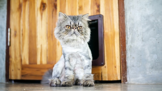 Chat persan à rayures grises assis devant une porte.