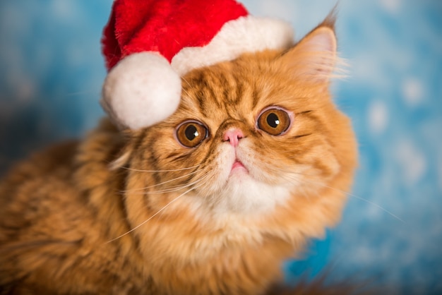 Chat persan rouge en chapeau de père Noël rouge à Noël