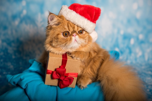 Chat persan rouge en chapeau de père noël rouge à noël