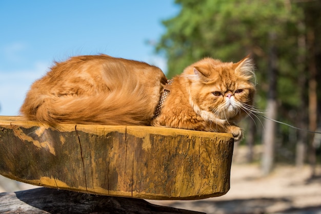 Chat persan rouge drôle avec une laisse marchant sur la plage