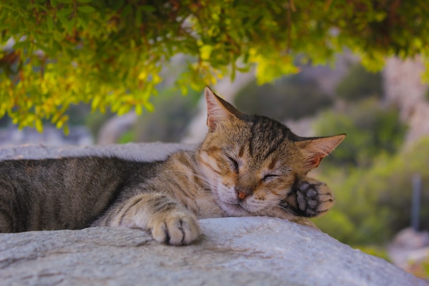 chat sur une pierre