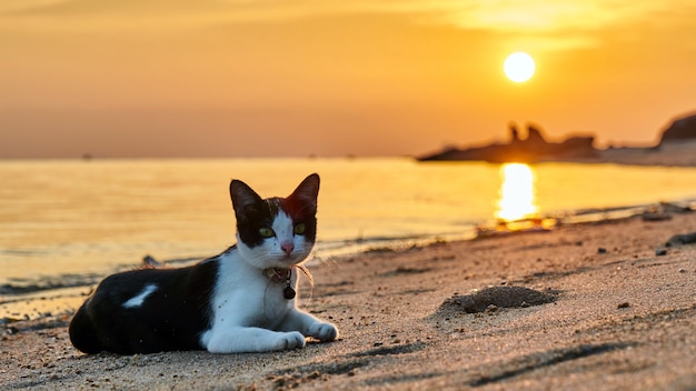 Photo chat sur une plage au coucher du soleil. koh phangan. thaïlande