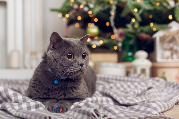 Chat sur plaid, sur fond de sapin de Noël avec guirlande