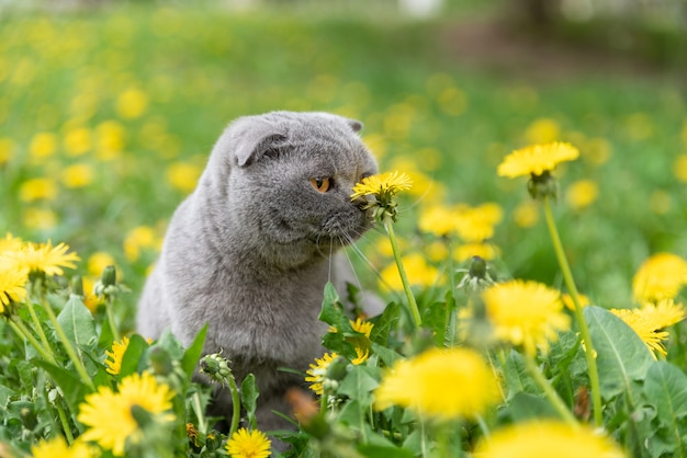 Chat pli écossais au printemps sur une clairière de pissenlits en fleurs