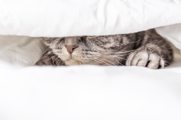 Un chat pli écossais gris est assis sur un lit dans un drap. Seul le nez est visible. Le concept d'animaux domestiques, de confort, de soins aux animaux domestiques, de garder les chats dans la maison. Image lumineuse, minimalisme, copyspace.