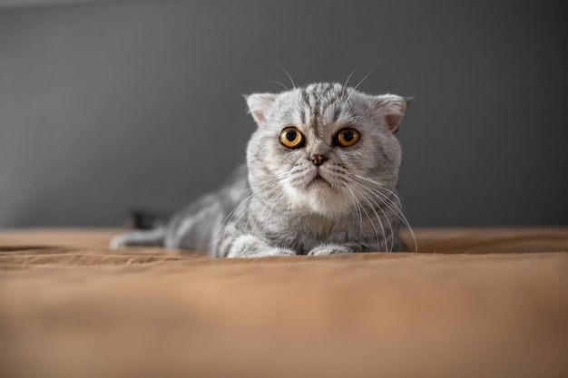 Chat pli écossais ludique sur le lit. Le chat écossais en gros plan est si mignon. Chat si mignon dans la chambre.