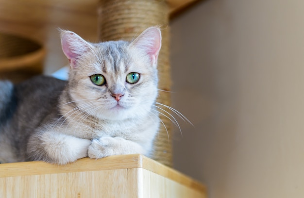 Chat pli écossais marron mignon assis sur du bois,