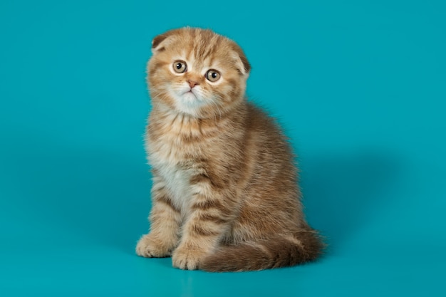 Chat à poil court écossais sur fond coloré