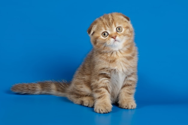 Chat à poil court écossais sur fond coloré