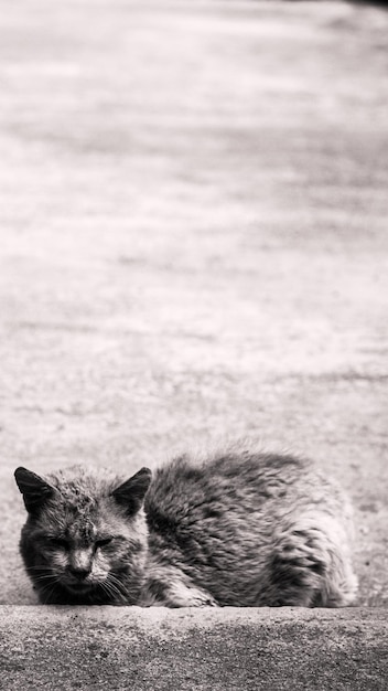 Un chat à poil court errant très triste se couche sur la cour