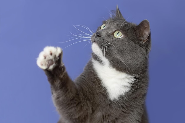 Un chat à poil court sur fond bleu Portrait Animaux Fêtes et événements