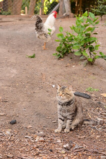 un chat à poil long couché dans le champ avec des poulets