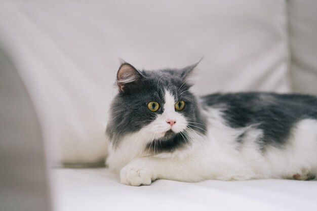 Un chat à poil long joue sur le canapé