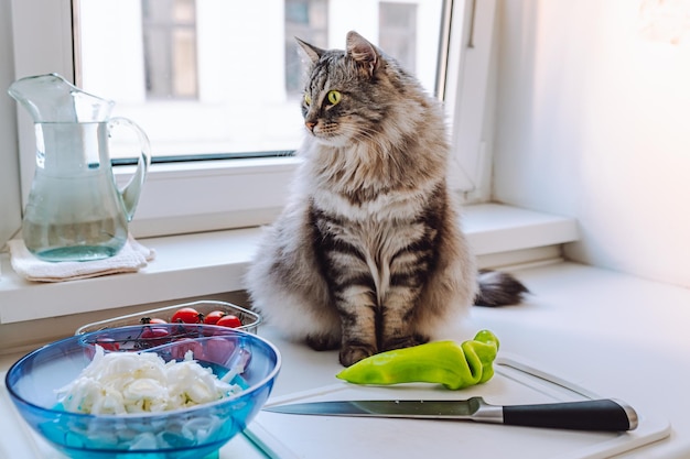 un chat à poil long rayé gris est assis sur une table de cuisine, à côté de produits dont une salade de légumes