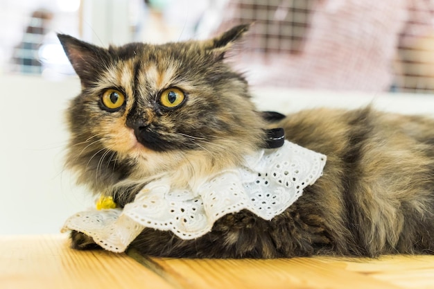 Chat poilu allongé sur le plancher en bois