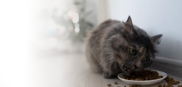 Un chat poilu mange de la nourriture sèche. Photo de haute qualité