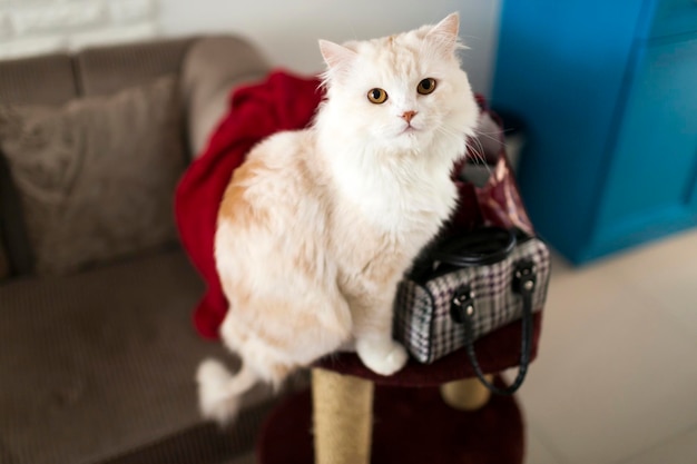 Chat poilu mignon se détendre dans sa maison