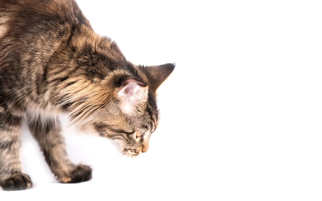 Chat poilu rayé isolé sur fond blanc