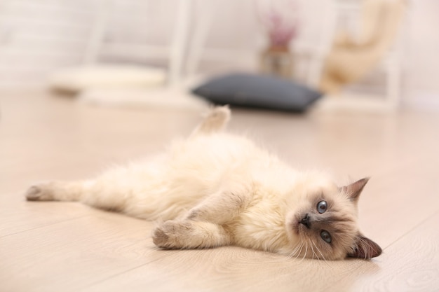 Chat de point de couleur allongé sur le plancher en bois dans le salon