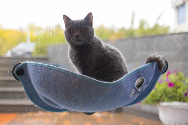 Chat portant dans un lit mural en verre à la maison.