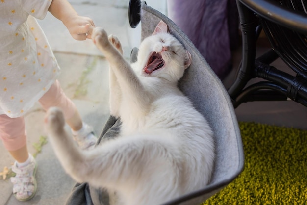 Chat portant dans un lit mural en verre à la maison