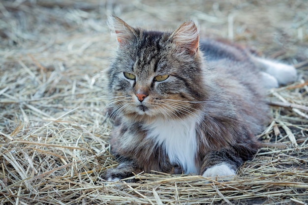 Un chat portant sur le foin dans une grange