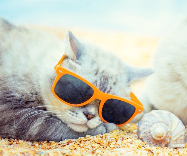 Chat portant des lunettes de soleil allongé sur la plage près de la coquille