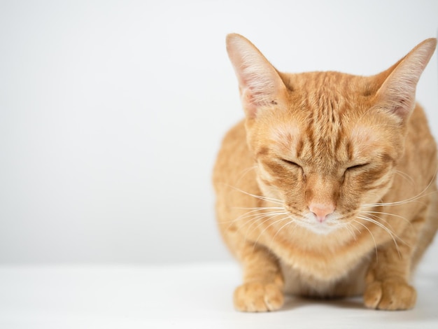 Chat portant le sommeil sur l'espace de copie de fond blanc de table