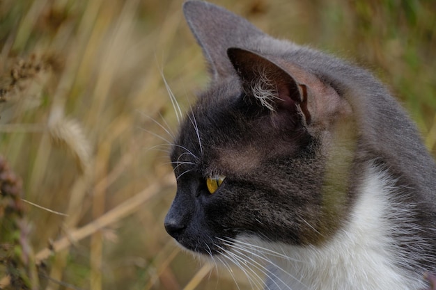 Chat de portrait dans la coloration grise et blanche se reposant parmi l'herbe haute